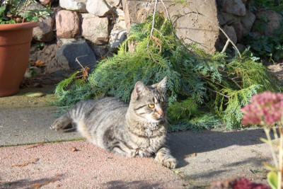 Tiggi2.jpg
