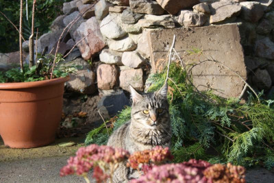 Tiggi4.jpg