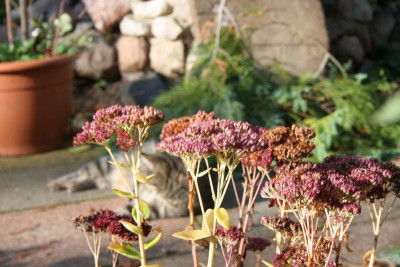 Sedum.jpg
