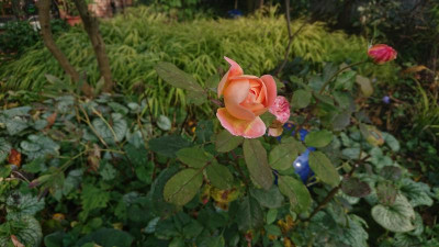 Novemberrose 2.JPG