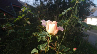 Novemberrose 4.JPG