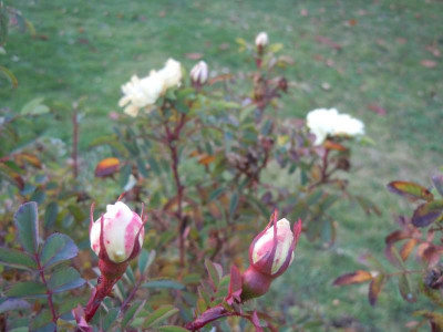 DSCN0427.JPG