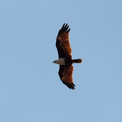 071404_adler.jpg