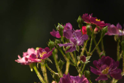 Violetta-Junirose.jpg