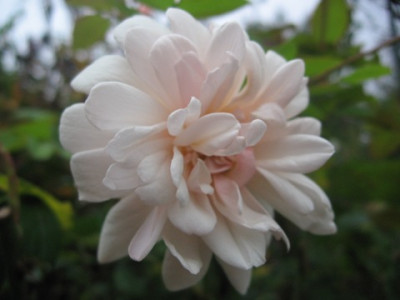 perle_d_Or_oktober07.jpg