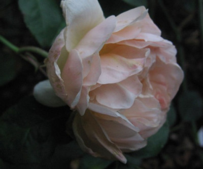Sweet_Pretty_oktober07.jpg