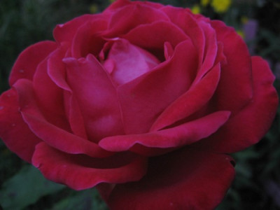 unbekannte_rote_Rose_oktober07.jpg