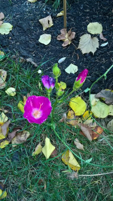 Callirhoe bushii Nov 2020 Blüte.jpg