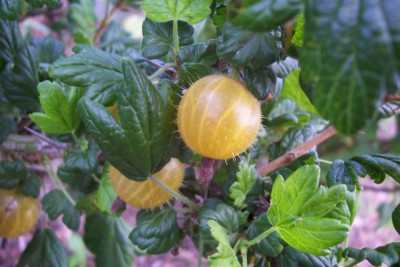 100_0332_Stachelbeeren.jpg