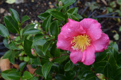 Camellia-ParadiseBelinda.20-4.jpg
