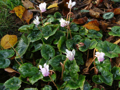 Cyclamen hederif ssp. crassifolium.jpg