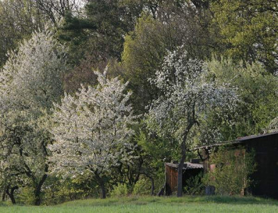 4-Vorschlag-ObstGemuese-k0.jpg