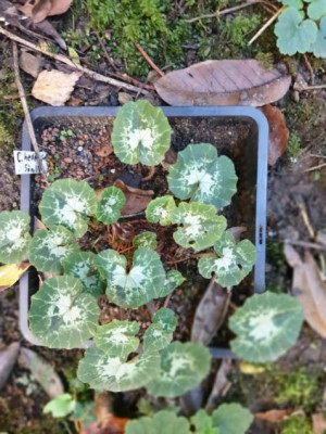 20201105_152903.jpg