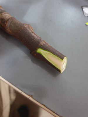 Figcut3.jpg