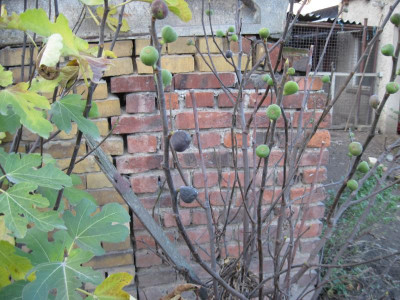 Schweiz Bergf- Wand_0787.JPG