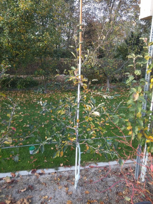 Ribston Pepping Spindel.jpg
