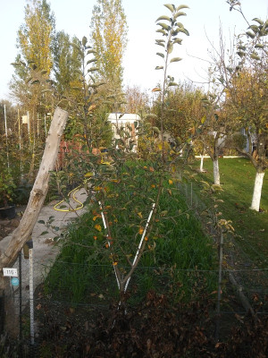 Ribston pepping Bibaum.jpg