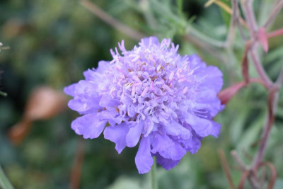 Novemberblüten 001.JPG
