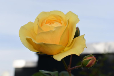 Novemberblüten 003.JPG