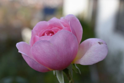 Novemberblüten 007.JPG
