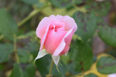 Novemberblüten 006.JPG
