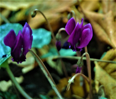 DSC_1756.JPG