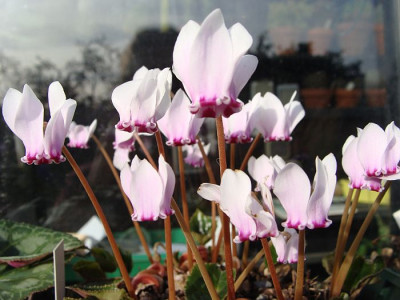 Cyclamen hederif-crassifolium.jpg