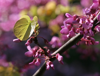 5-Vorschlag-Mai-k0.jpg