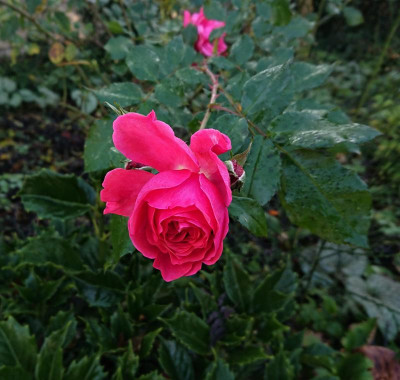 DSC_2435.JPG