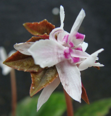 Cyclamen cyprium Missbildung3.jpg