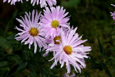 St_Aster121007.jpg