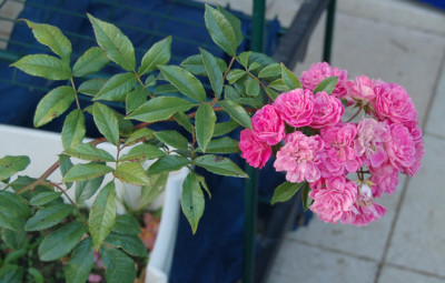 Gartendirektor_Otto_Linne_18006_86.jpg