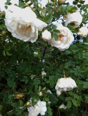 Pimpinellifolia weiße gef. Blüte Bl.JPG