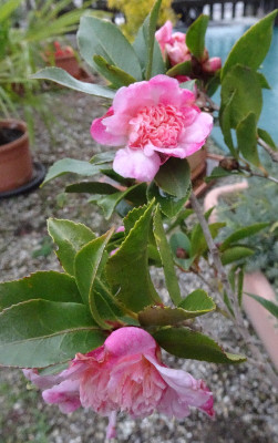 DSC07402.jpg