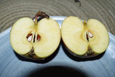 Apfel Aldinger 001.JPG