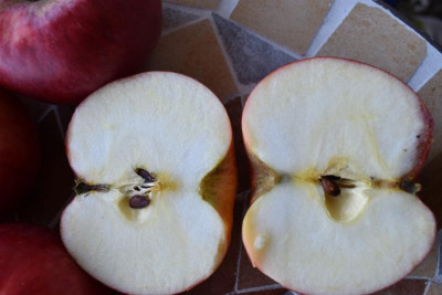 Apfel Baumschule Aldinger 004.JPG