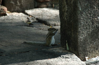 071437_polonnaruwa_hoernche.jpg