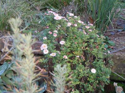 DSCN0430.JPG