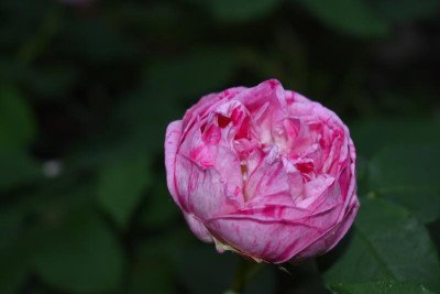 honorine de brabant 001.JPG