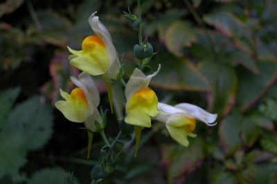 Linaria_Saemling1.jpg