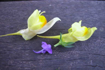 Linaria_Saemling2.jpg