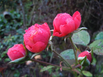 DSCN0435.JPG
