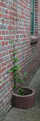 Stephanies_Clematis.jpg