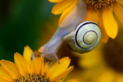 JuliSchnecke.jpg