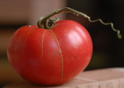 Tomatennarbe.jpg