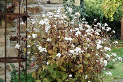 Ageratina.jpg