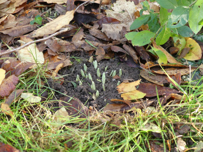 2020-11-14 Galanthus nivalis.jpg