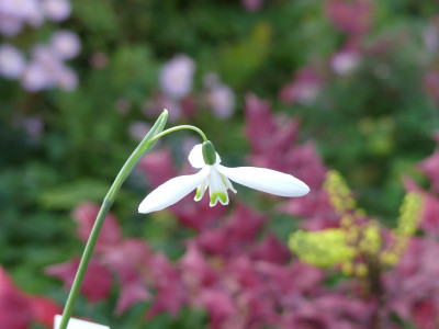 2020-11-14 Galanthus 'Maria'.jpg