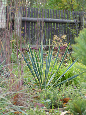 2020-11-14 Yucca 'Bright Edge'.jpg