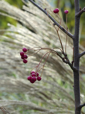 2020-11-14 Gartenimpressionen 2.jpg